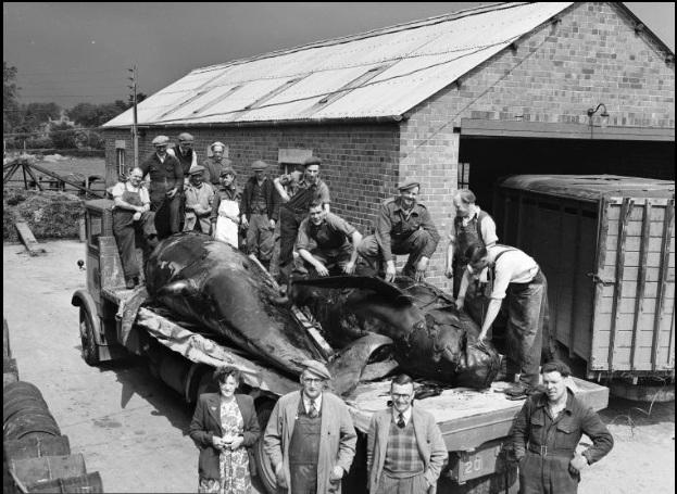 Thorntonloch whales in Hordley, Shropshire 1950