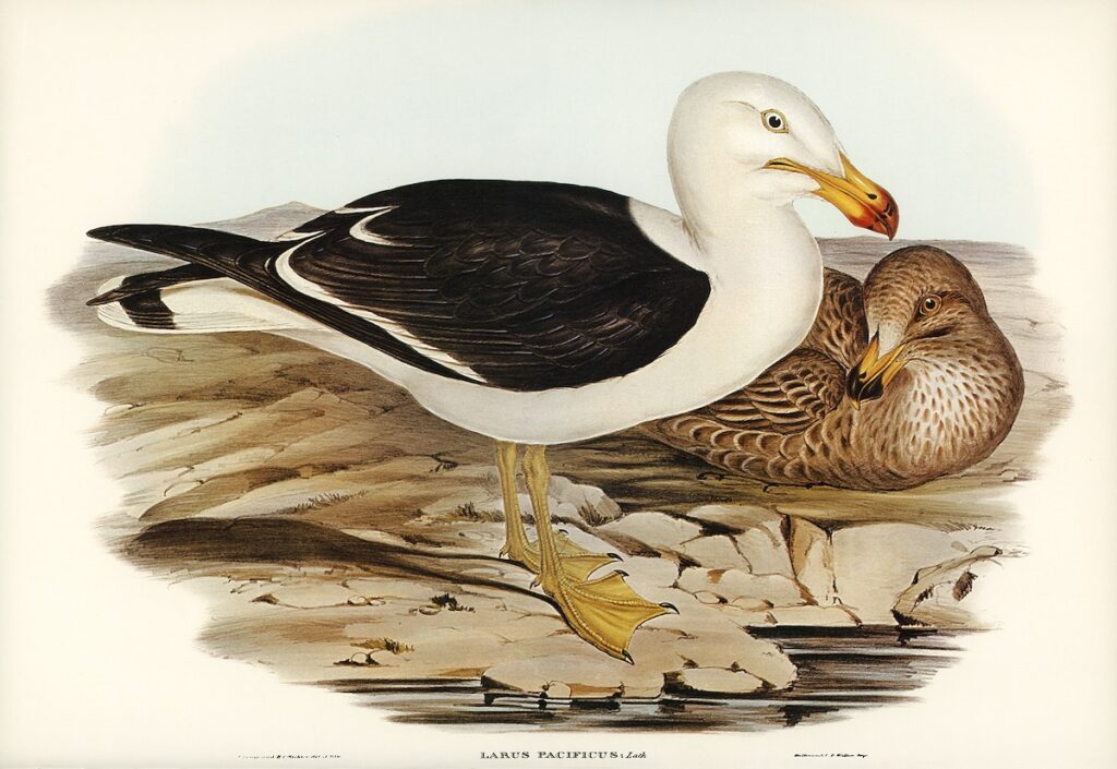 Pacific Gull (Larus Pacificus) illustrated by Elizabeth Gould (1804–1841) for John Gould’s (1804-1881) Birds of Australia (1972 Edition, 8 volumes). Digitally enhanced from our own facsimile book (1972 Edition, 8 volumes).