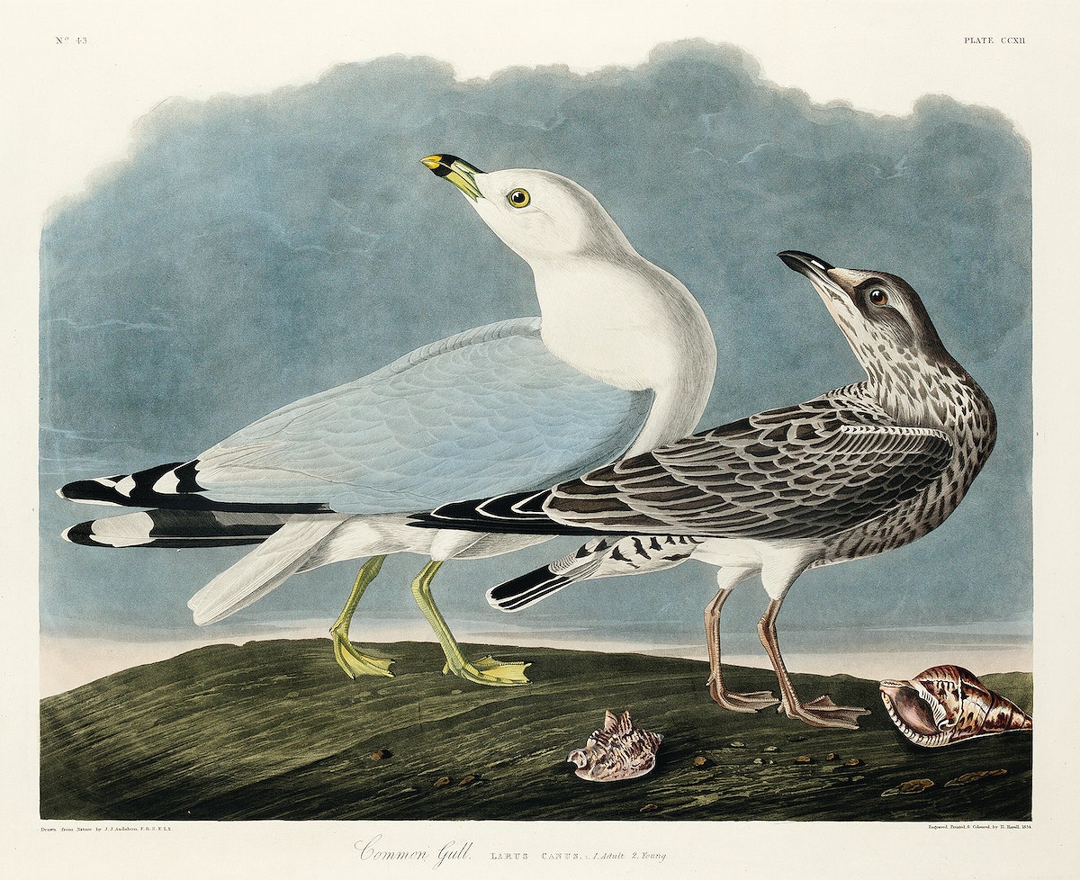 Common American Gull from Birds of America (1827) by John James Audubon, etched by William Home Lizars. Original from University of Pittsburg. Digitally enhanced by rawpixel.