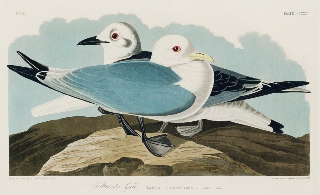 Kittiwake Gull from Birds of America (1827) by John James Audubon, etched by William Home Lizars. Original from University of Pittsburg. Digitally enhanced by rawpixel.