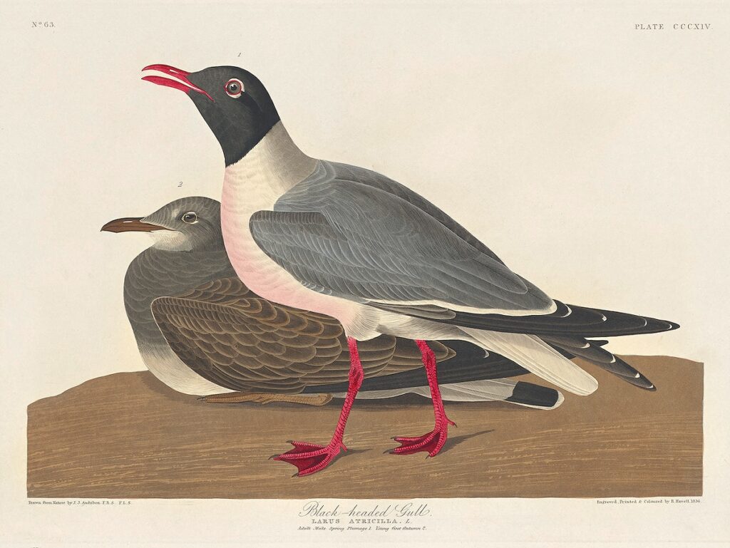 Black-headed Gull from Birds of America (1827) by John James Audubon, etched by William Home Lizars. Original from University of Pittsburg. Digitally enhanced by rawpixel.