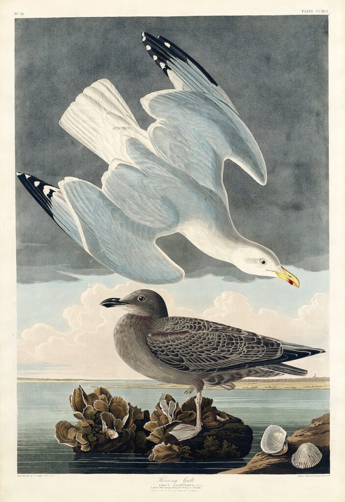 Herring Gull from Birds of America (1827) by John James Audubon, etched by William Home Lizars. Original from University of Pittsburg. Digitally enhanced by rawpixel.