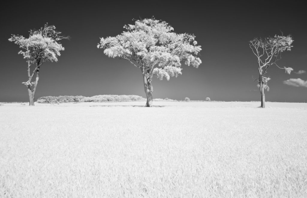 infra red trees